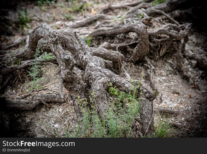 Tree, Vegetation, Root, Plant