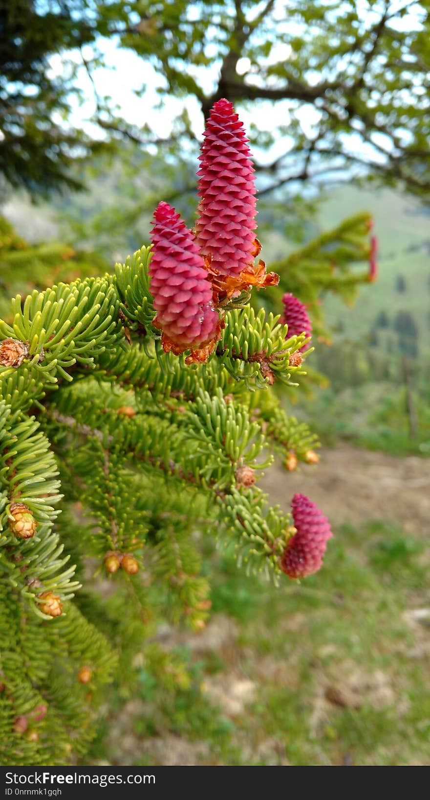 Spruce, Pine Family, Conifer, Tree