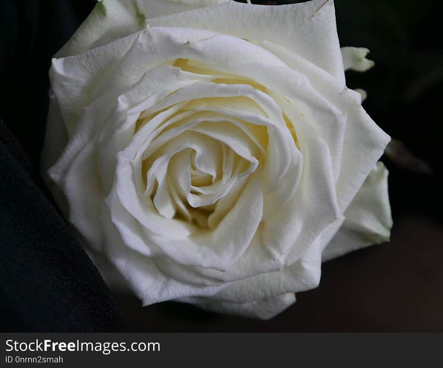 Flower, Rose, Rose Family, White