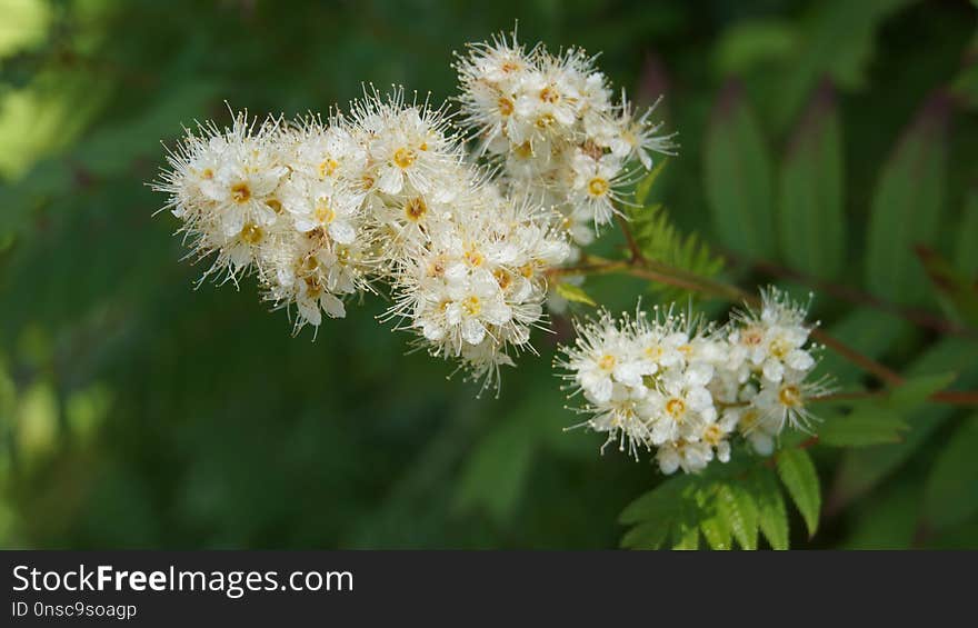 Flora, Flower, Plant, Spring