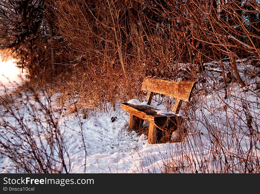 Snow, Winter, Tree, Freezing