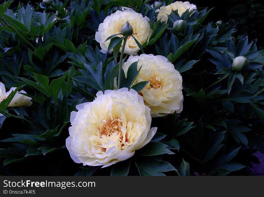 Flower, Plant, Flowering Plant, Peony