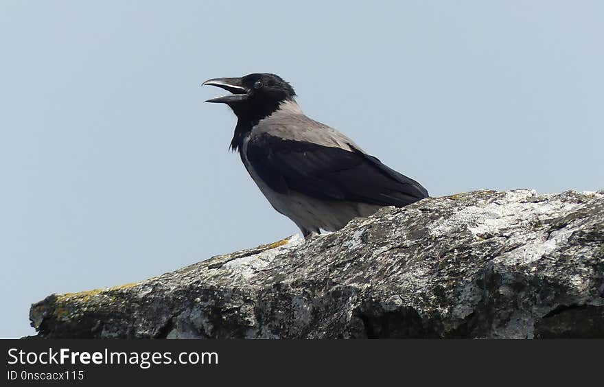 Bird, Crow Like Bird, Crow, Fauna