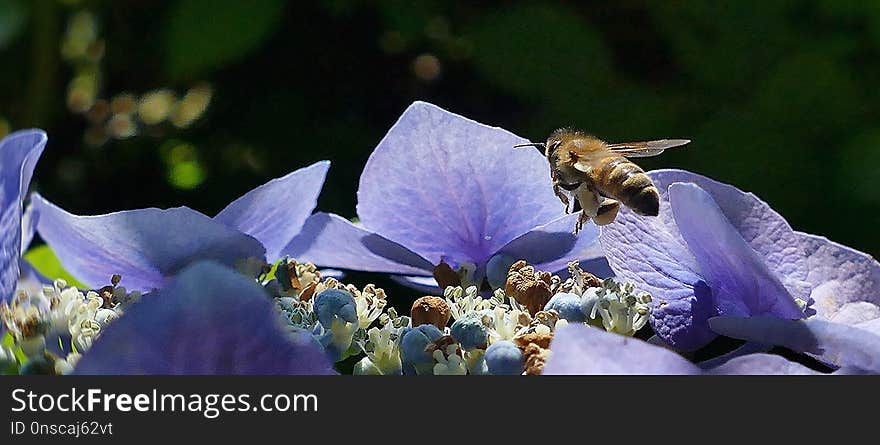 Flower, Bee, Honey Bee, Flora