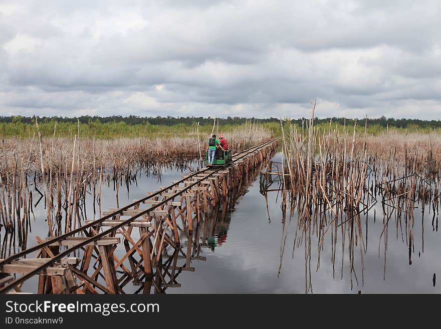 Wetland, Marsh, Water, Fen