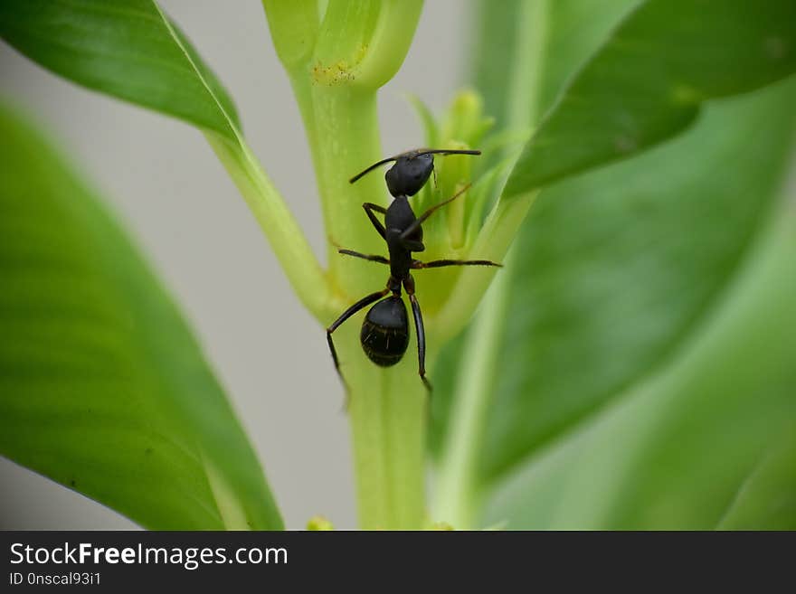 Insect, Pest, Membrane Winged Insect, Macro Photography