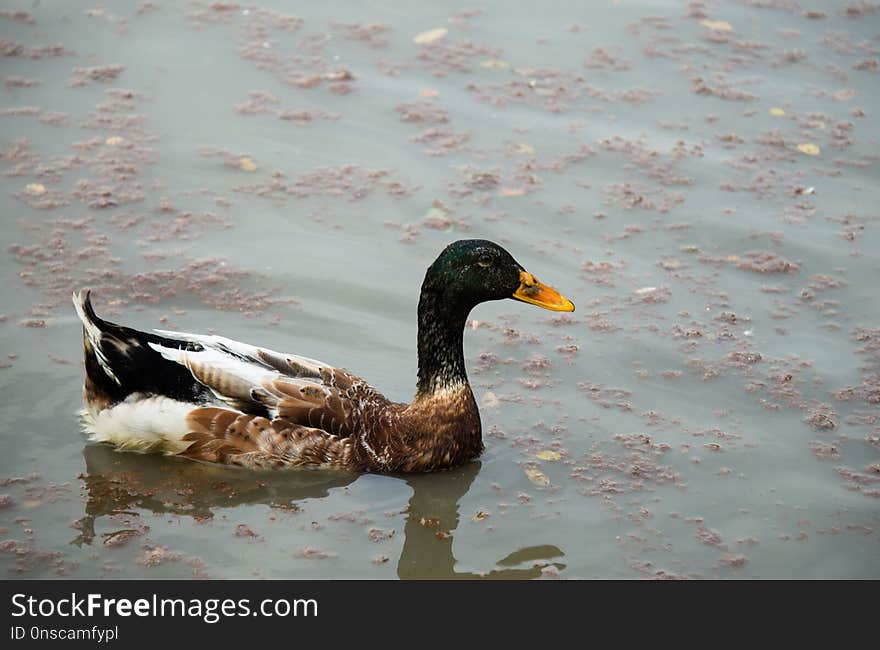 Duck, Bird, Water, Water Bird