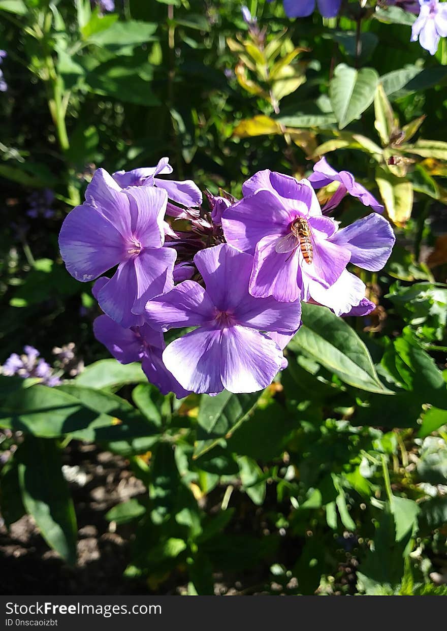 Flower, Plant, Flora, Purple