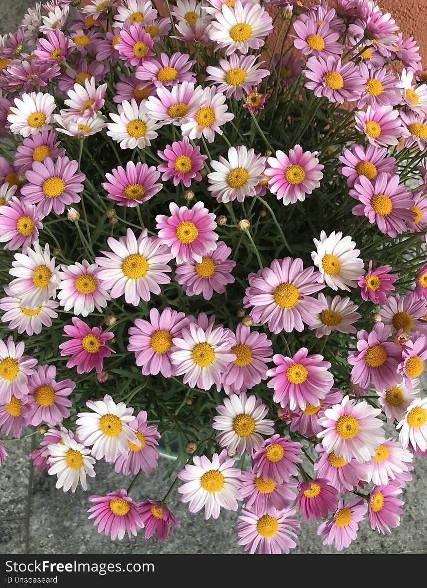 Flower, Plant, Flowering Plant, Aster