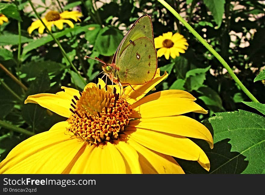 Butterfly, Flower, Yellow, Moths And Butterflies