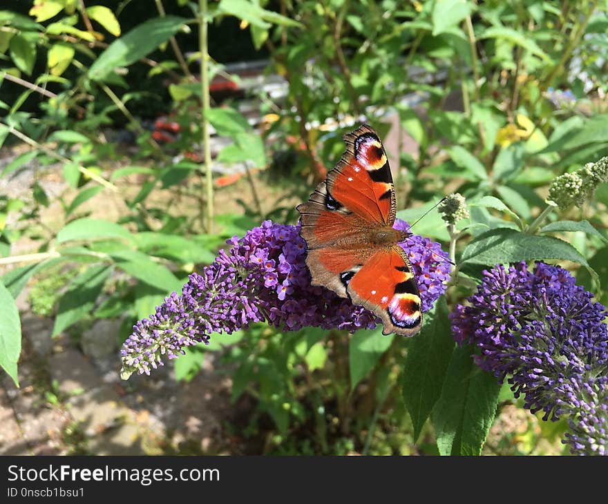 Butterfly, Moths And Butterflies, Brush Footed Butterfly, Insect