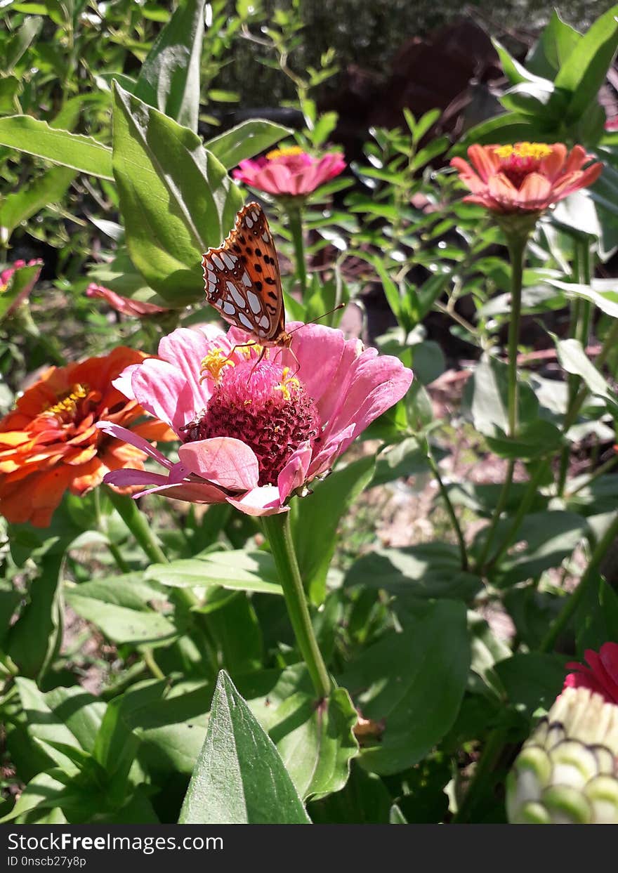 Flower, Butterfly, Plant, Moths And Butterflies