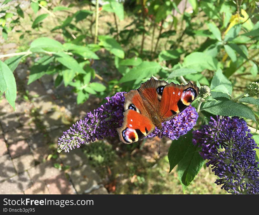 Butterfly, Moths And Butterflies, Brush Footed Butterfly, Insect