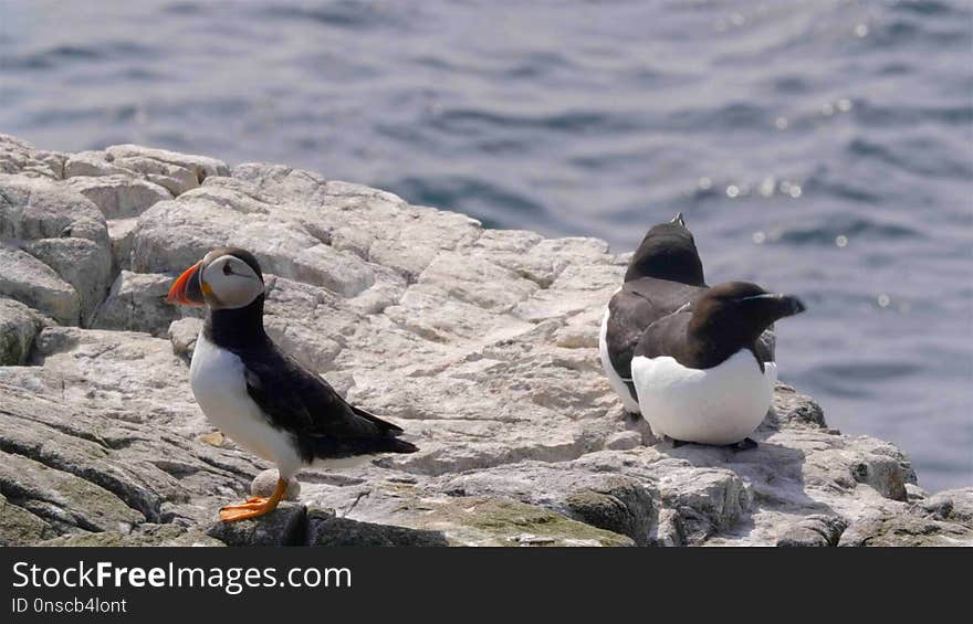 Puffin, Bird, Seabird, Fauna