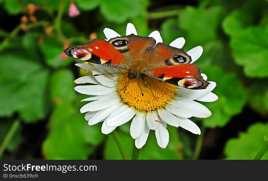 Butterfly, Insect, Moths And Butterflies, Flower