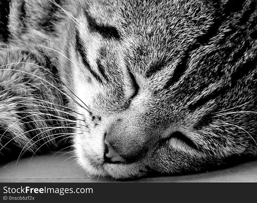 Cat, Whiskers, Black, Black And White