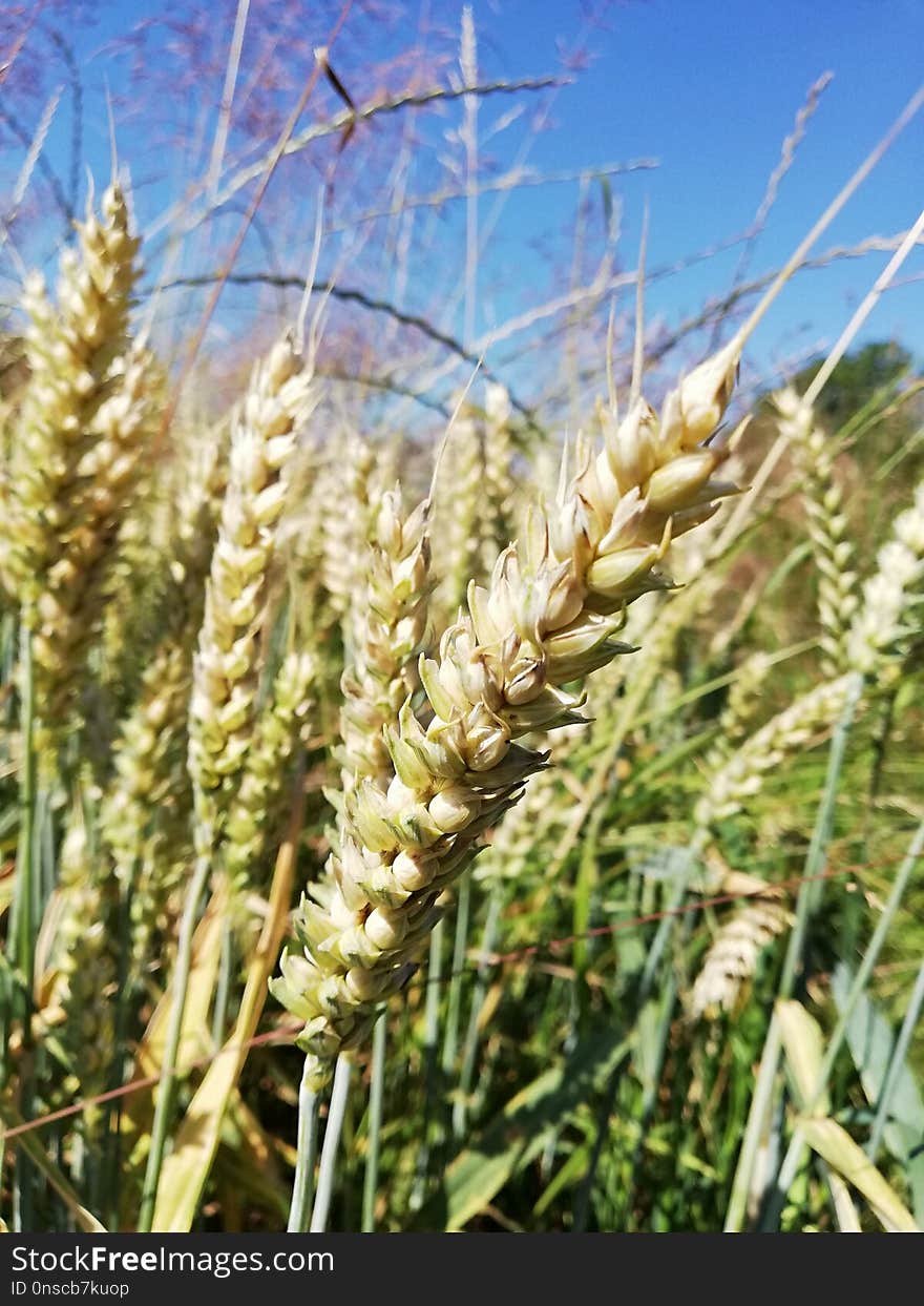 Food Grain, Grass Family, Wheat, Plant