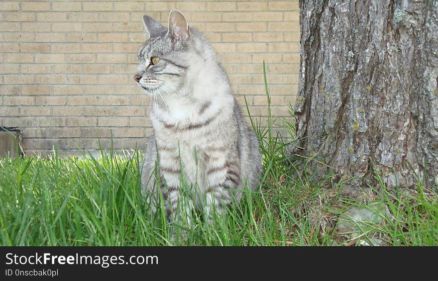 Cat, Fauna, Mammal, Wildlife