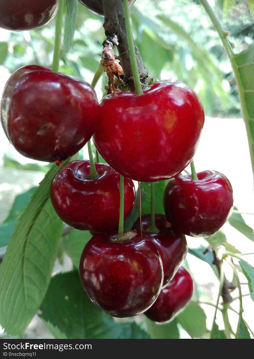 Cherry, Natural Foods, Fruit, Produce