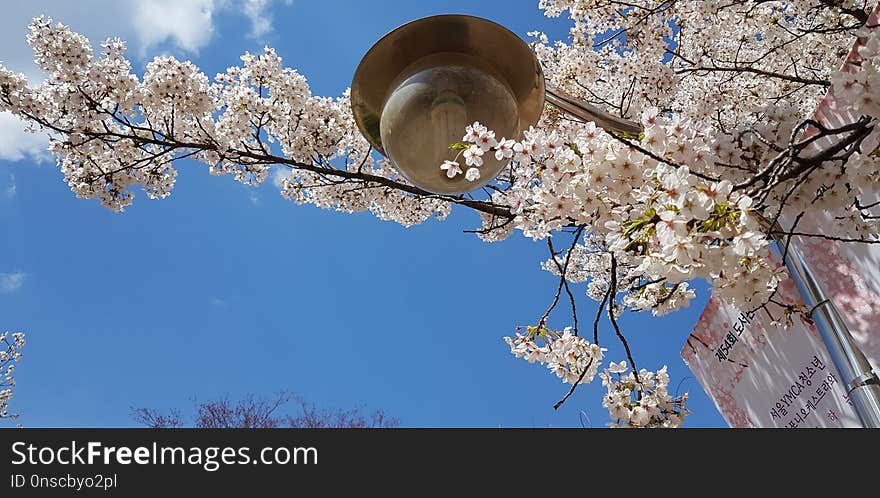 Flower, Sky, Branch, Blossom