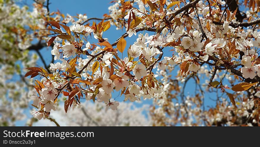 Blossom, Branch, Spring, Tree