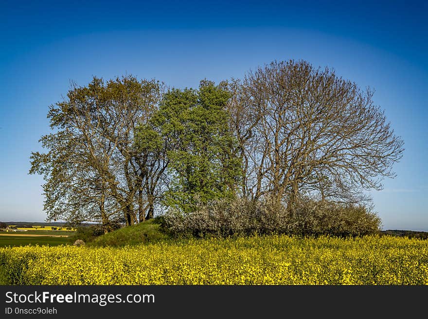 Sky, Tree, Field, Woody Plant