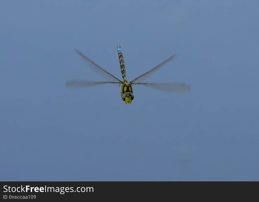 Rotorcraft, Flight, Helicopter, Dragonfly