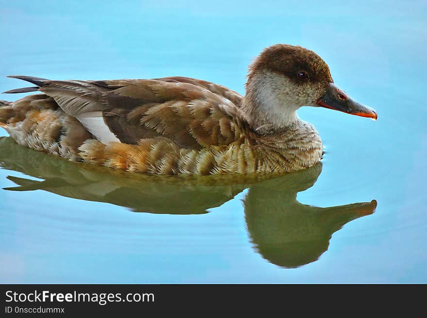 Bird, Duck, Fauna, Water Bird