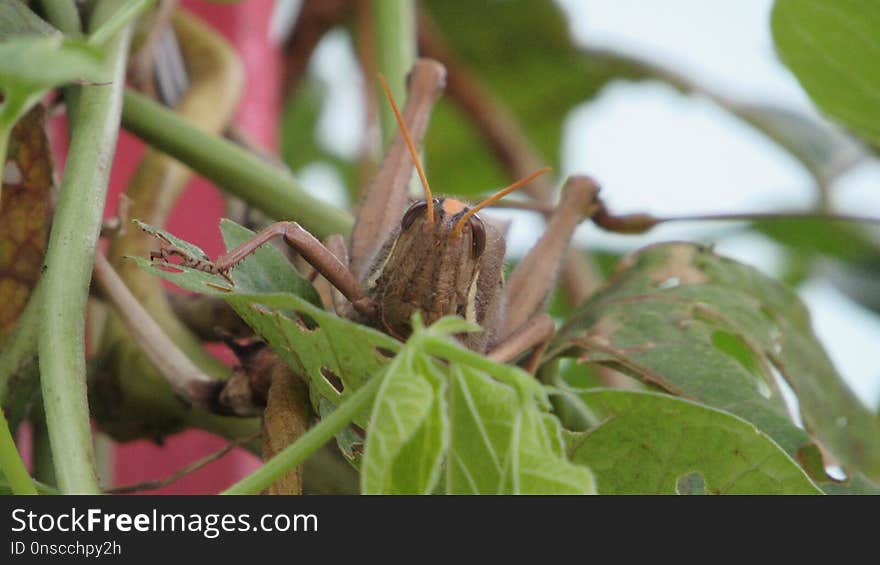 Flora, Arachnid, Invertebrate, Leaf