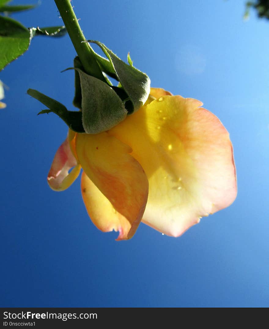 Yellow, Flower, Flora, Close Up