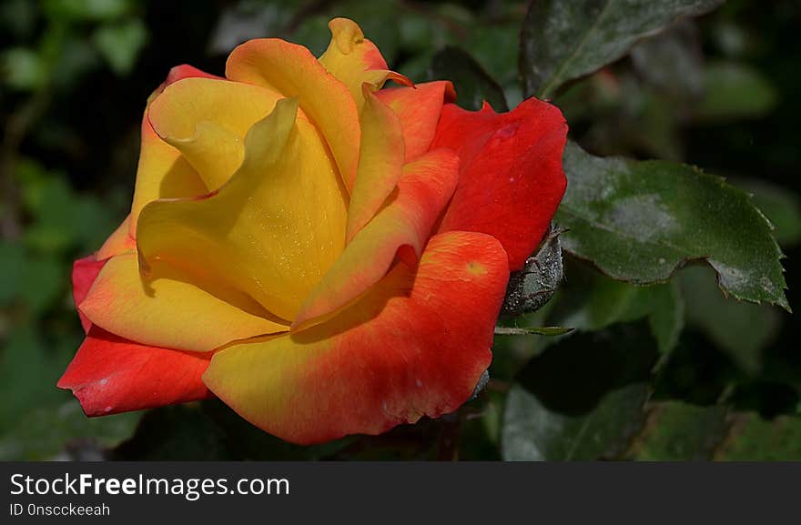 Rose, Rose Family, Flower, Floribunda