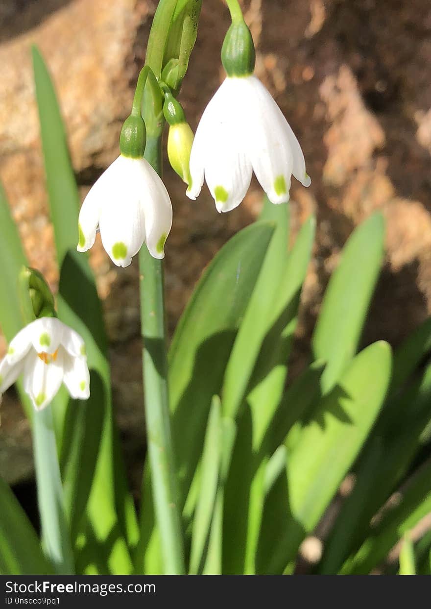 Flower, Galanthus, Plant, Snowdrop