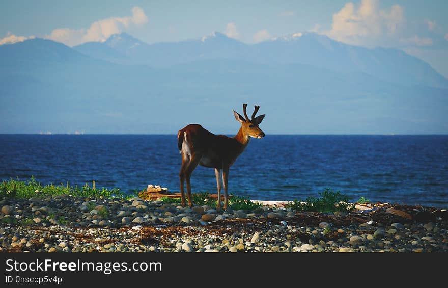 Wildlife, Fauna, Deer, Sky