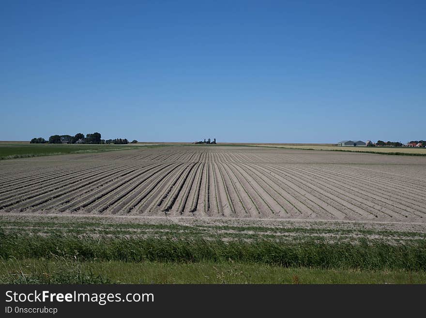 Sky, Field, Agriculture, Crop