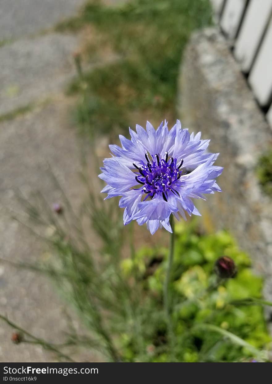 Flower, Plant, Flora, Purple