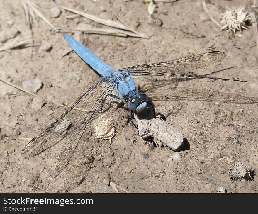 Insect, Invertebrate, Fauna, Dragonflies And Damseflies