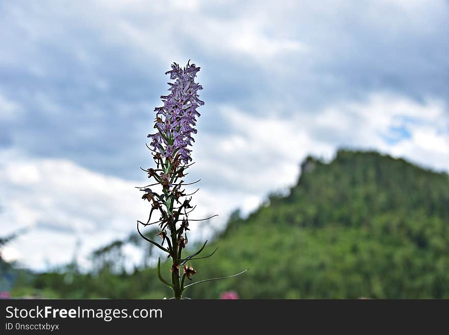 Sky, Plant, Flora, Flower