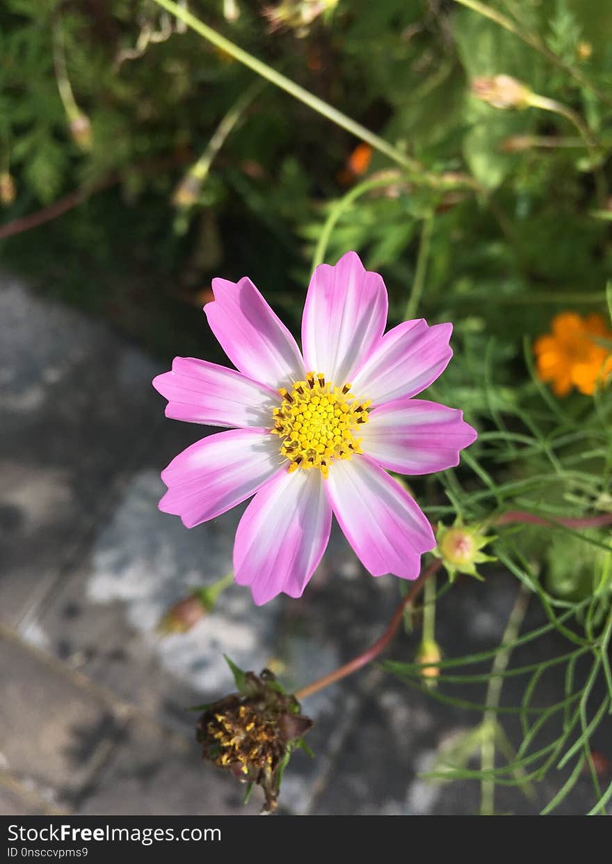 Flower, Flora, Plant, Garden Cosmos