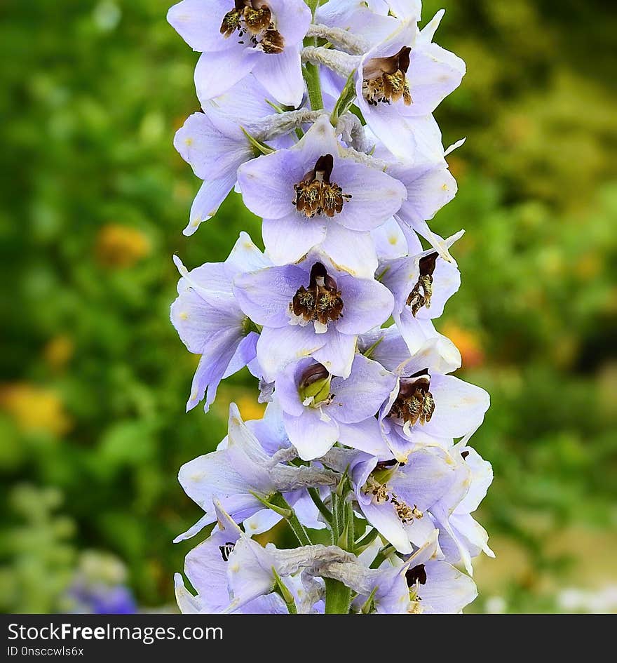 Flower, Flora, Delphinium, Plant