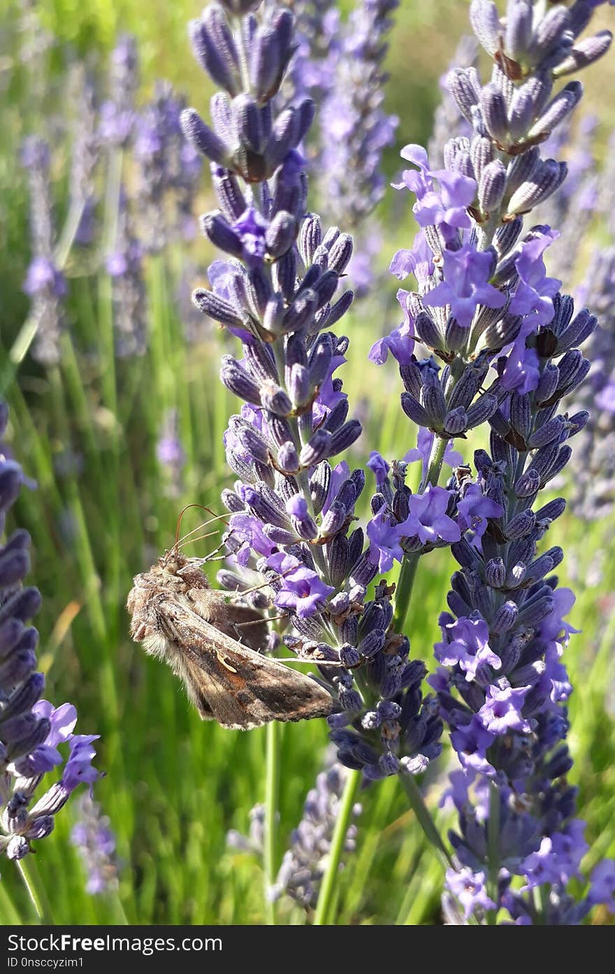 Plant, English Lavender, Lavender, French Lavender