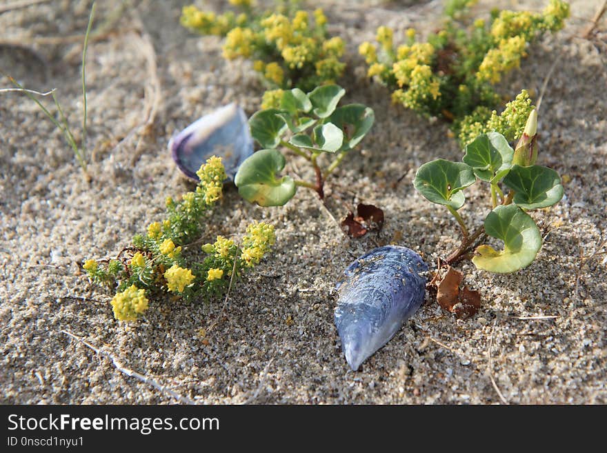 Plant, Flora, Herb, Flower