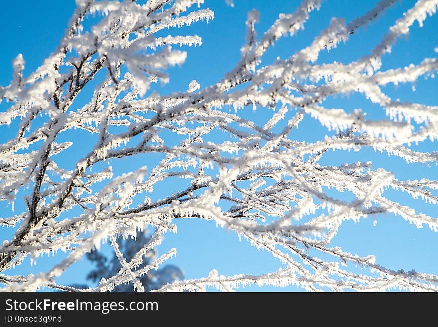 Sky, Branch, Frost, Winter