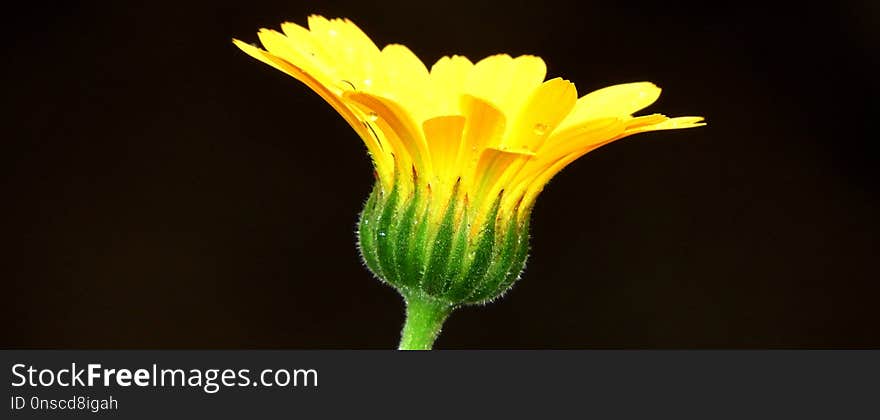 Flower, Yellow, Close Up, Flora