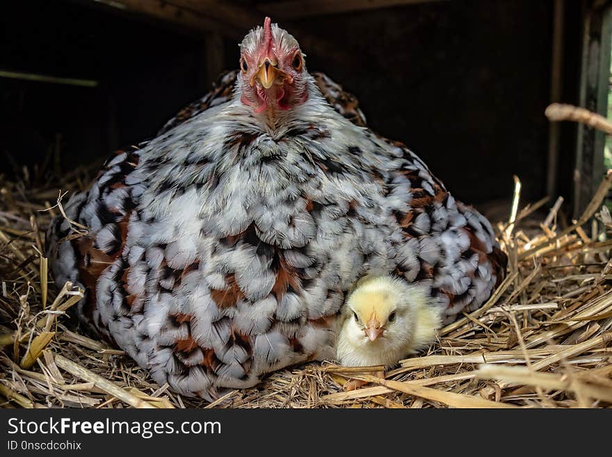 Chicken, Bird, Galliformes, Beak