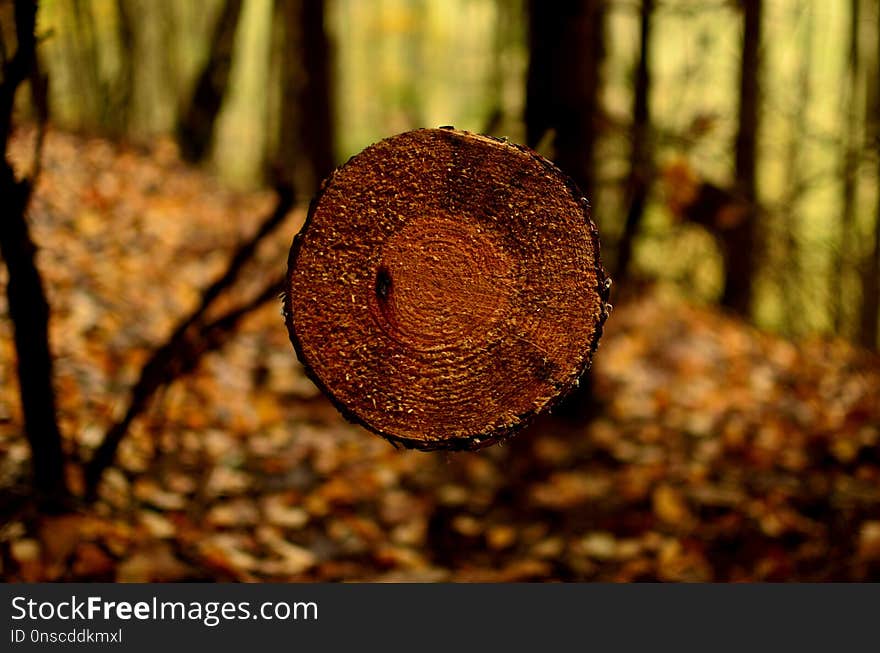 Organism, Trunk, Wood, Macro Photography