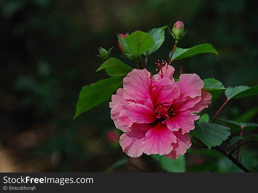 Flower, Plant, Flowering Plant, Flora