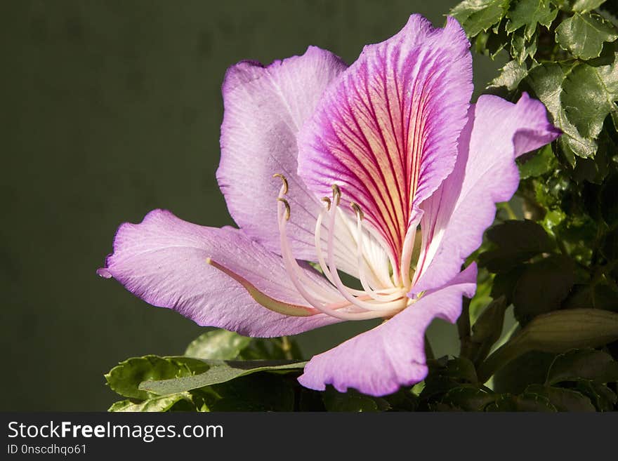 Flower, Plant, Flora, Purple