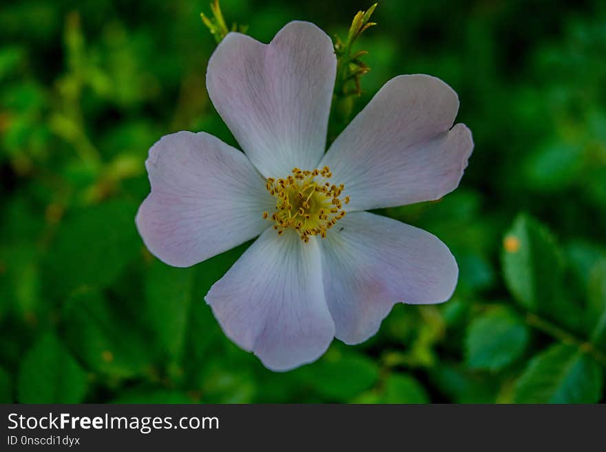 Flower, Rosa Canina, Flora, Rose Family