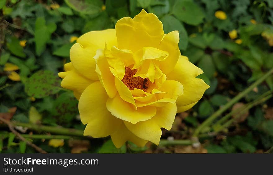 Flower, Yellow, Rose Family, Flora