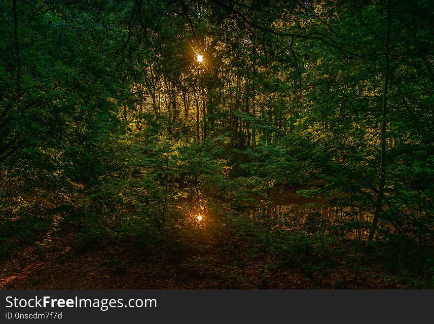 Forest, Nature, Ecosystem, Woodland